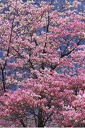 《New 电波人间RPG FREE》年内免费登陆Switch